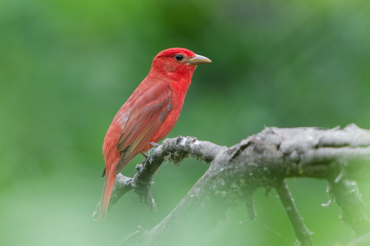 Piranga Roja - ML617230020