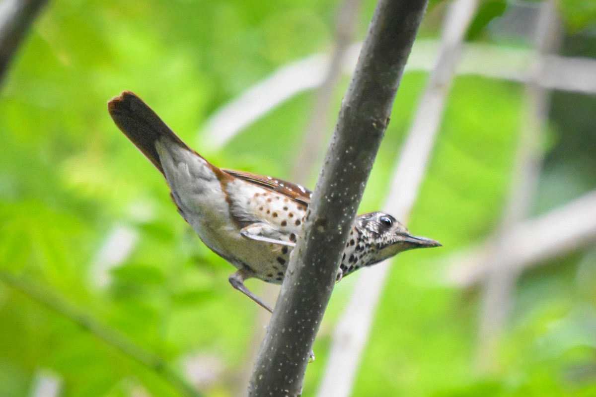 Spot-winged Thrush - ML617230021