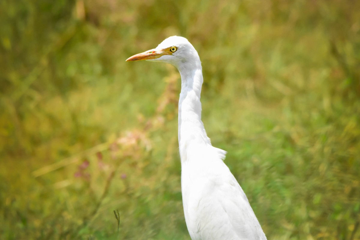 Eastern Cattle Egret - ML617230066