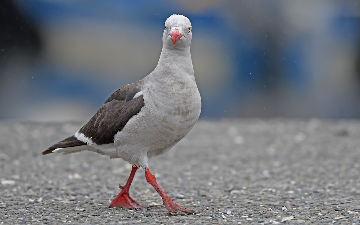 Dolphin Gull - ML617230075