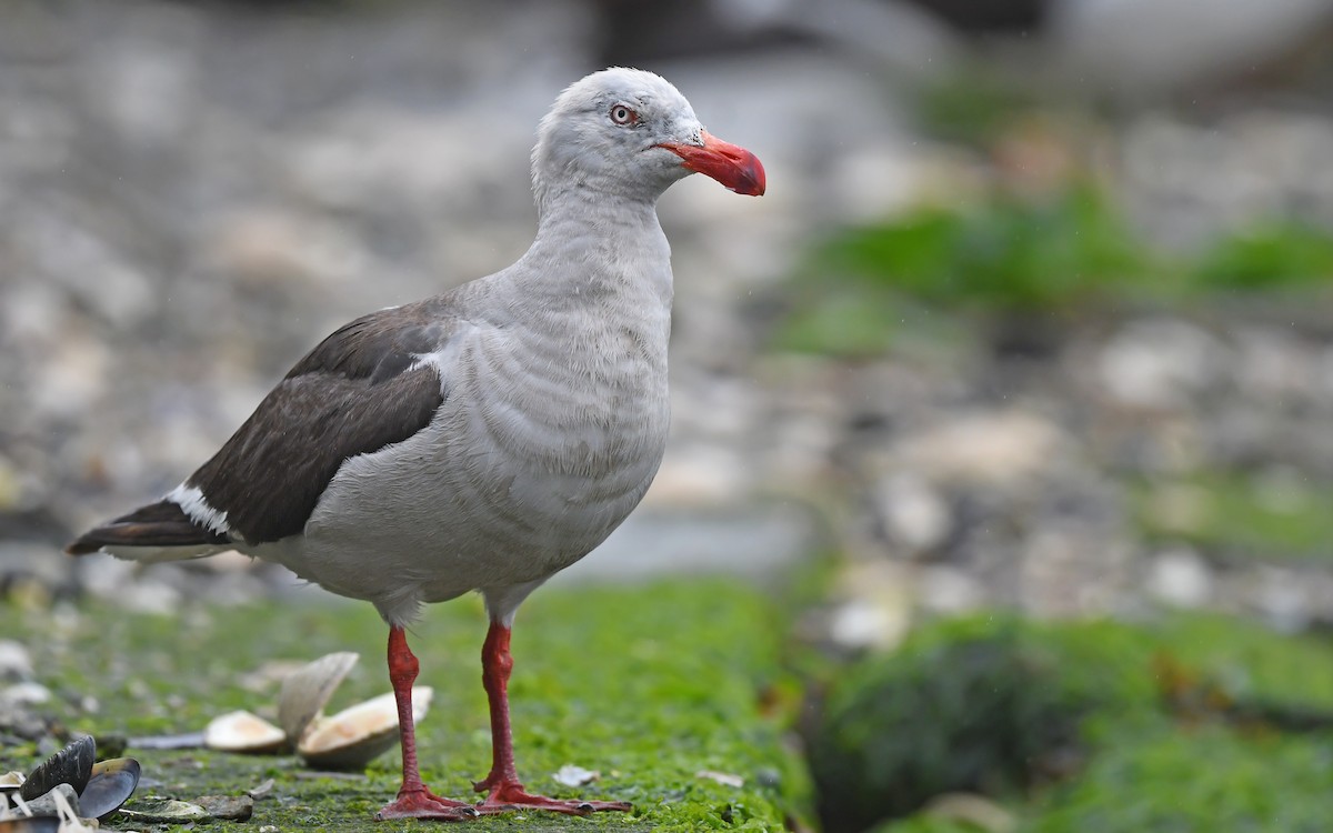 Dolphin Gull - ML617230076