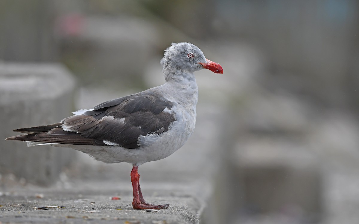 Dolphin Gull - ML617230077