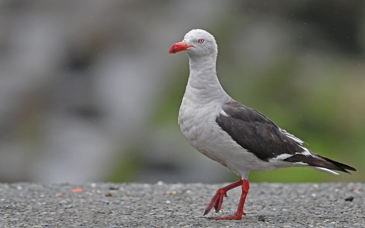 Dolphin Gull - ML617230078