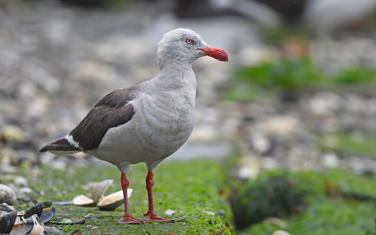 Dolphin Gull - ML617230079