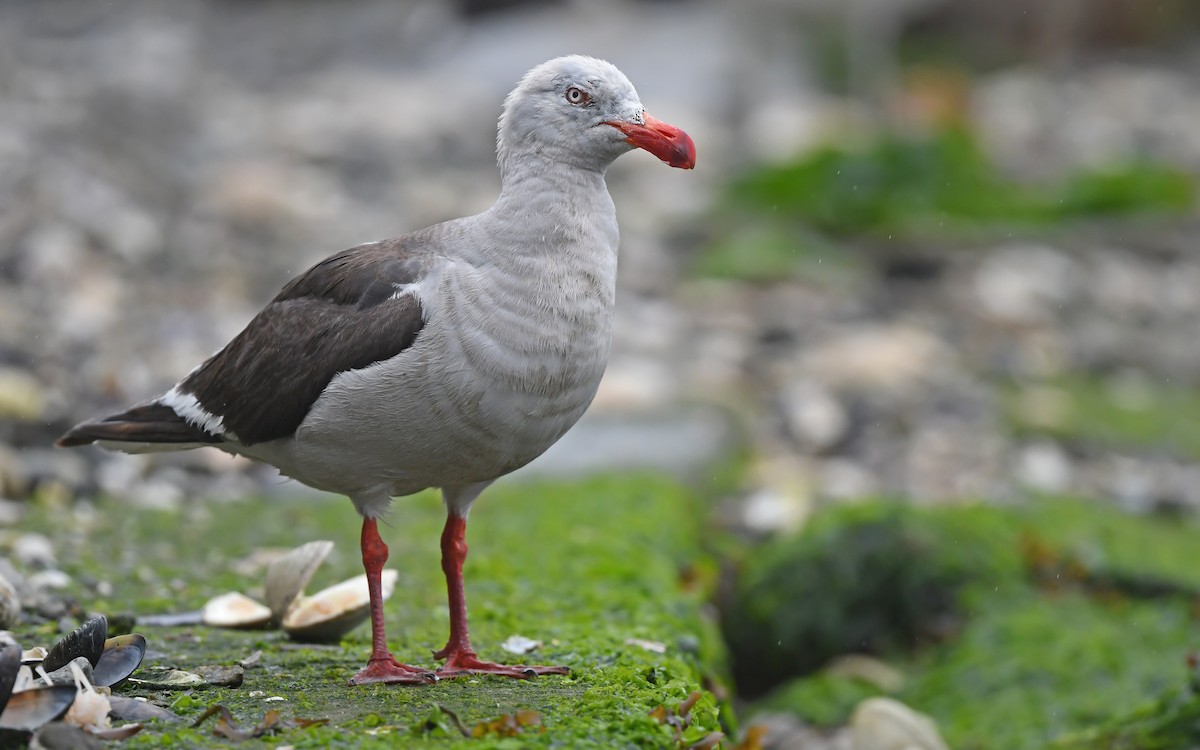 Dolphin Gull - ML617230080