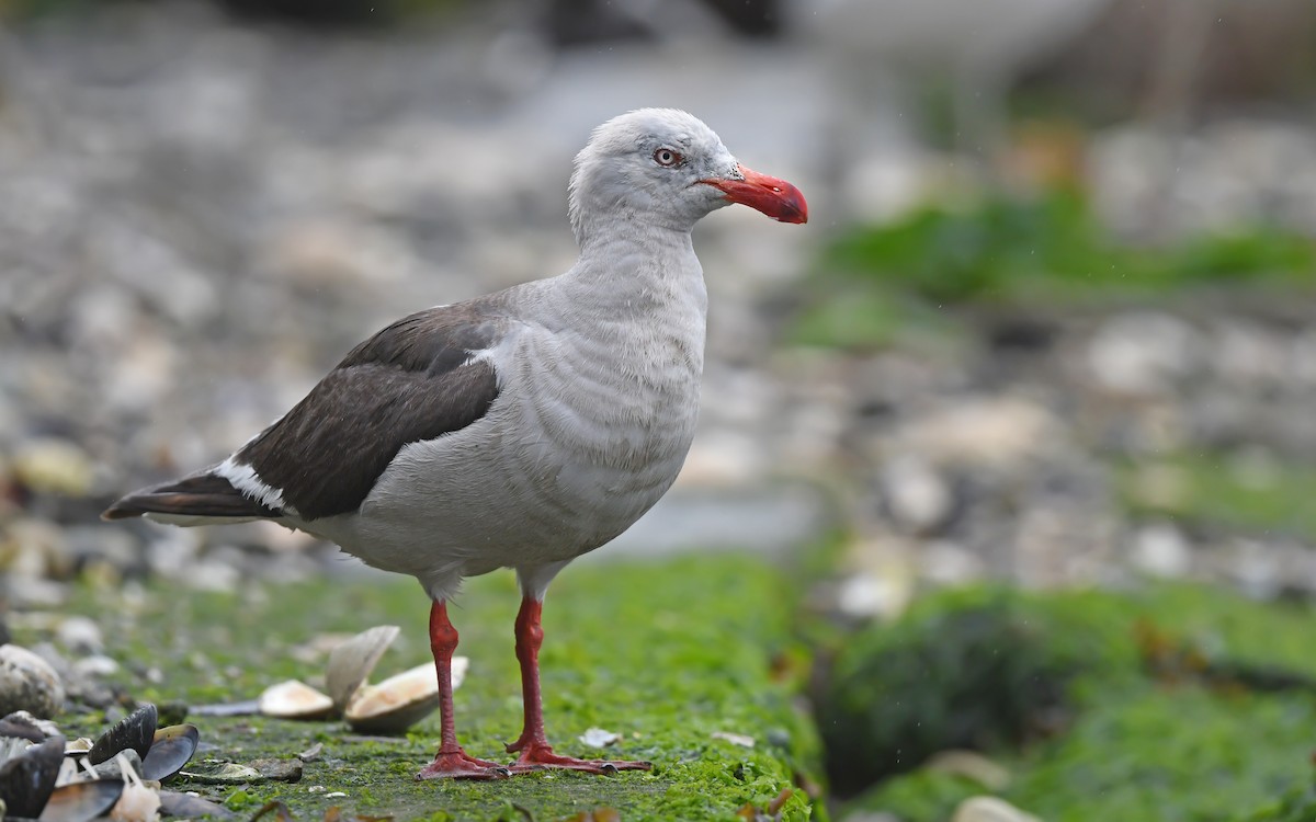 Dolphin Gull - ML617230081