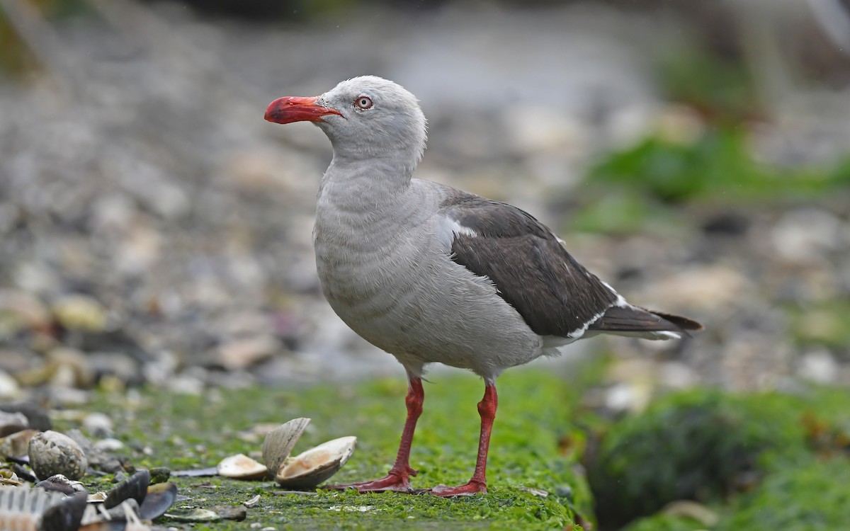 Dolphin Gull - ML617230082