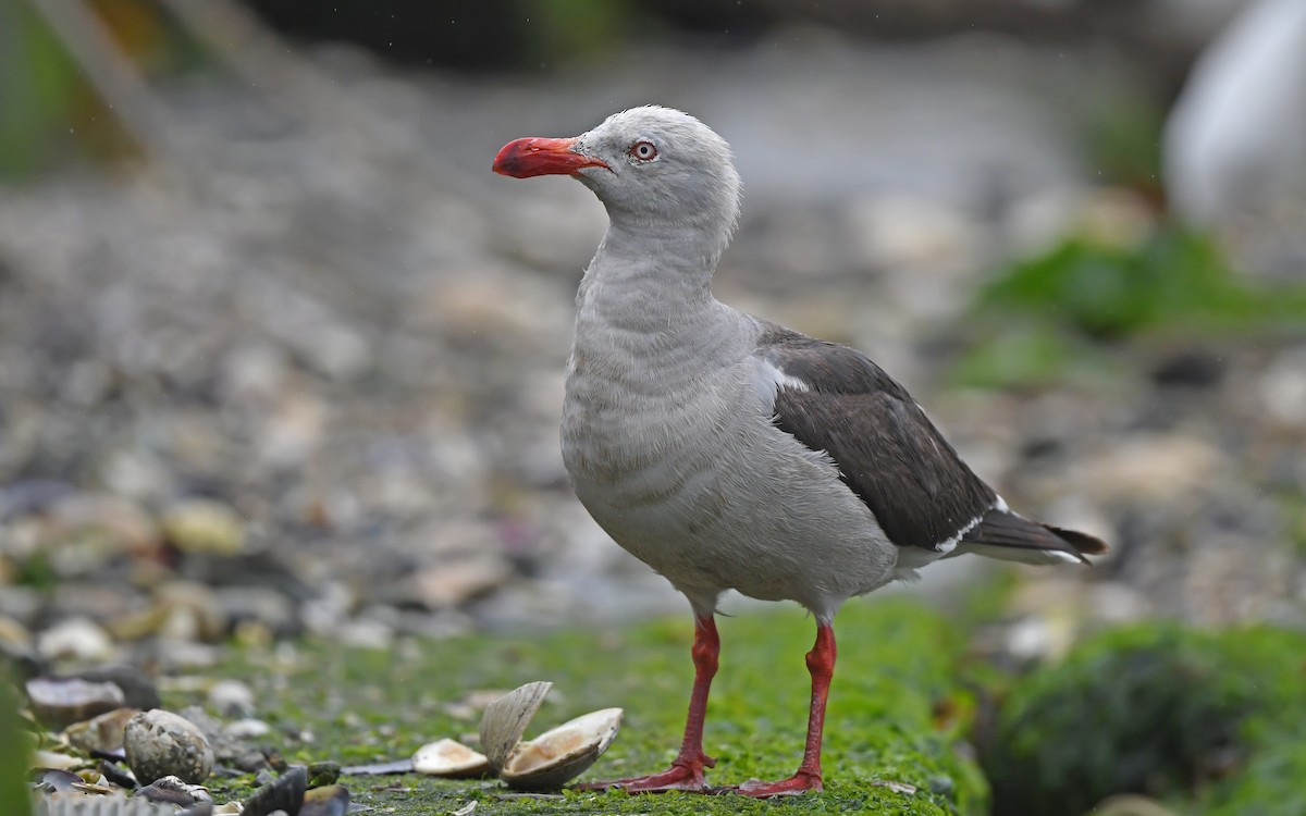 Dolphin Gull - ML617230083