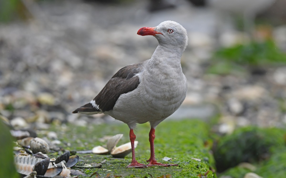 Dolphin Gull - ML617230084