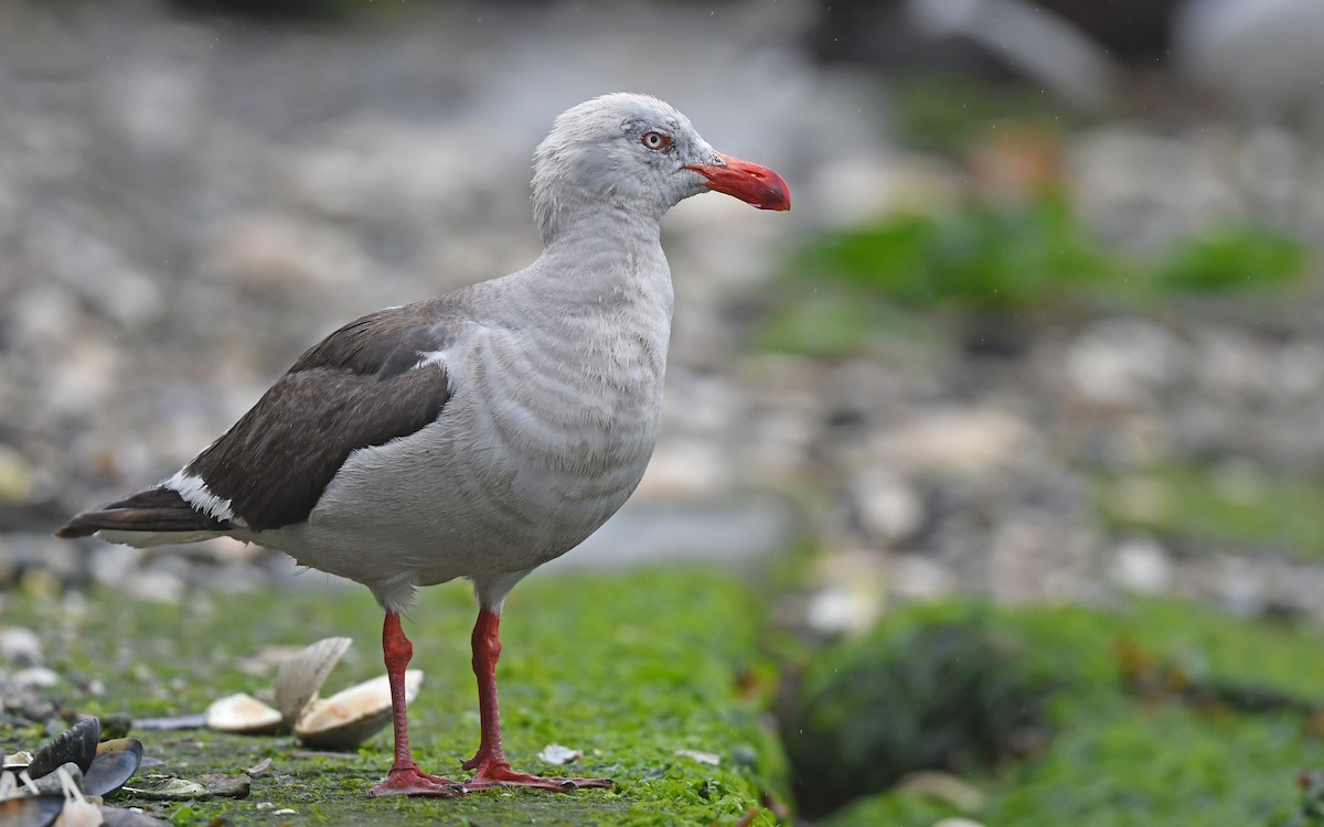 Dolphin Gull - ML617230085