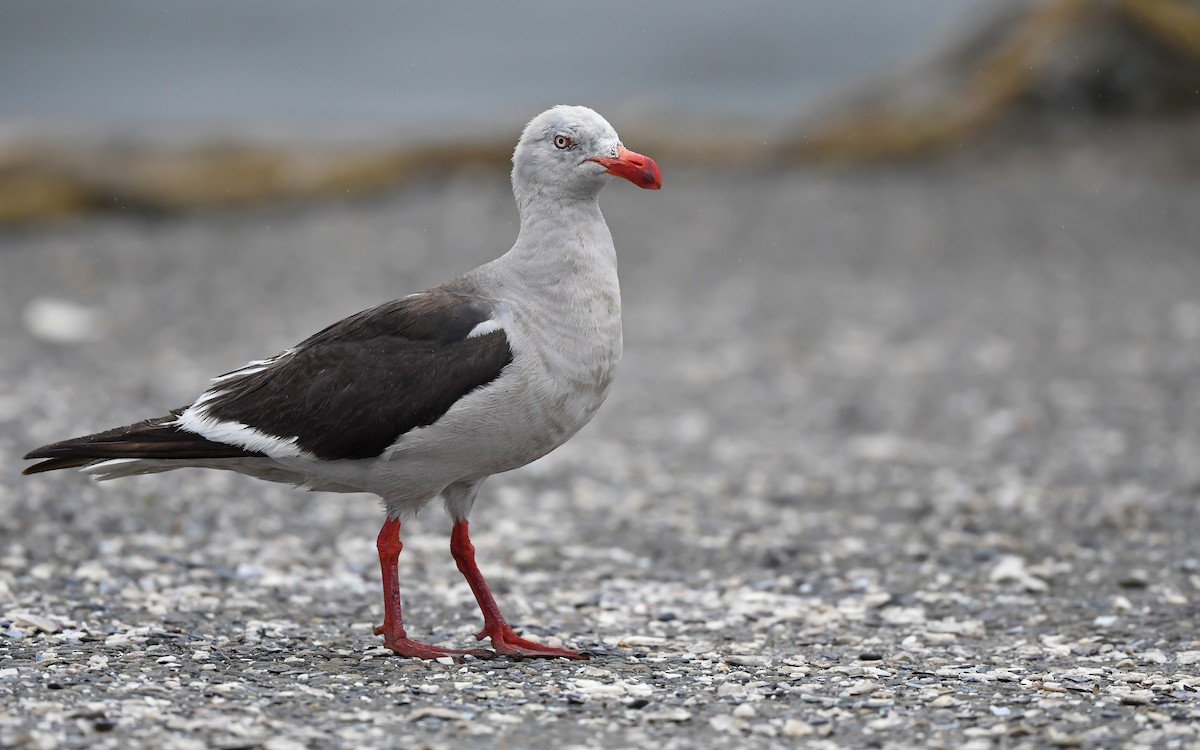 Dolphin Gull - ML617230086