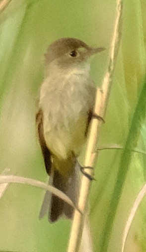 White-throated Flycatcher - ML617230111