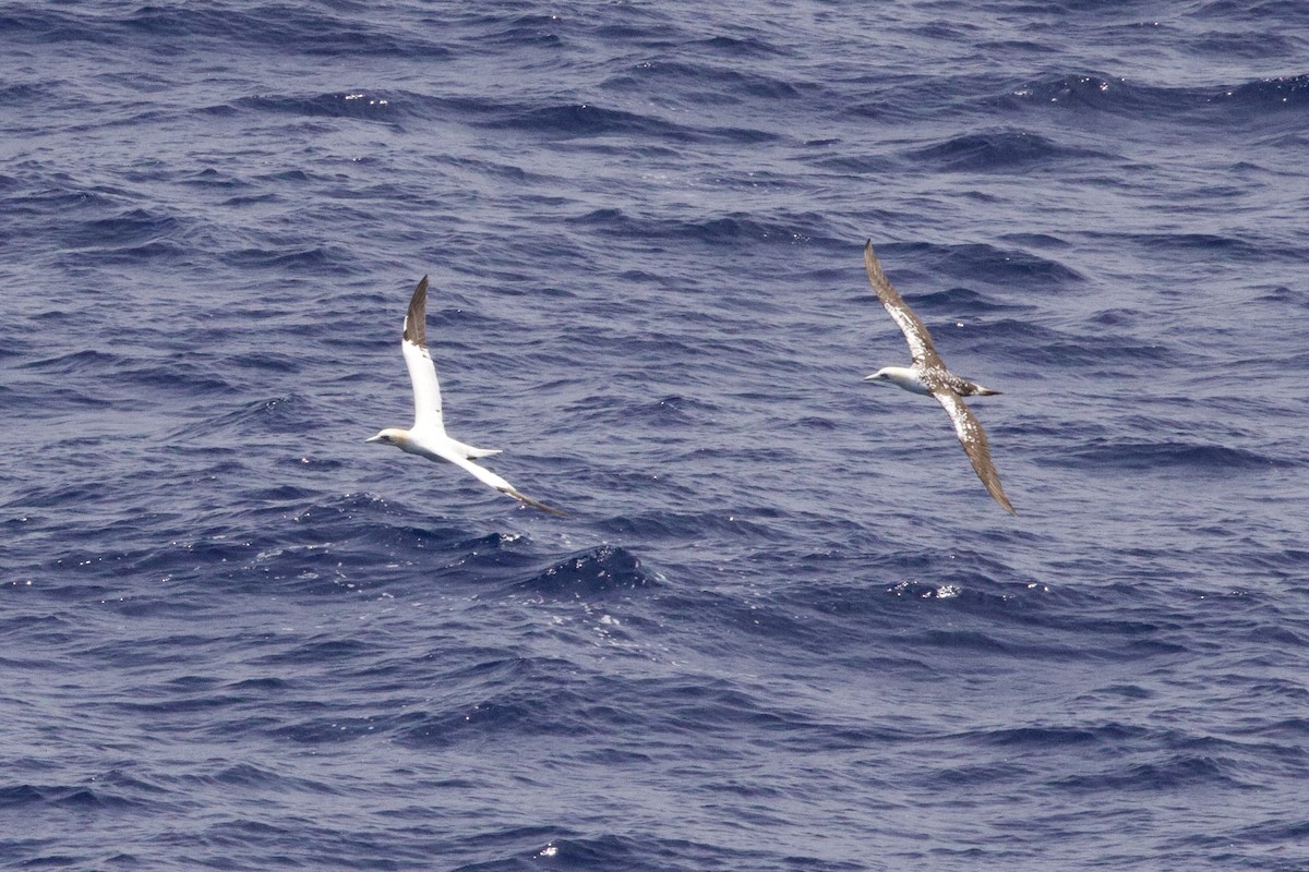 Northern Gannet - ML617230116