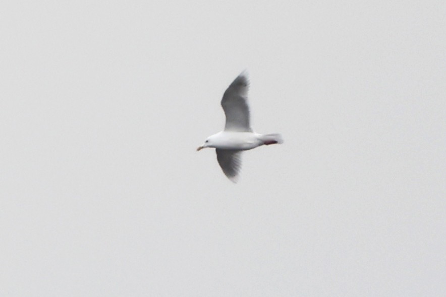 Gaviota Groenlandesa - ML617230130