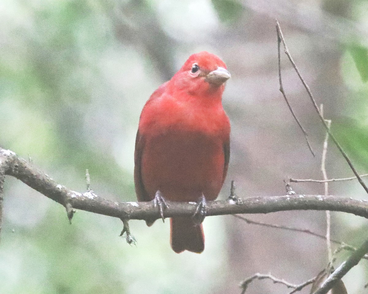 Summer Tanager - Robert Becker