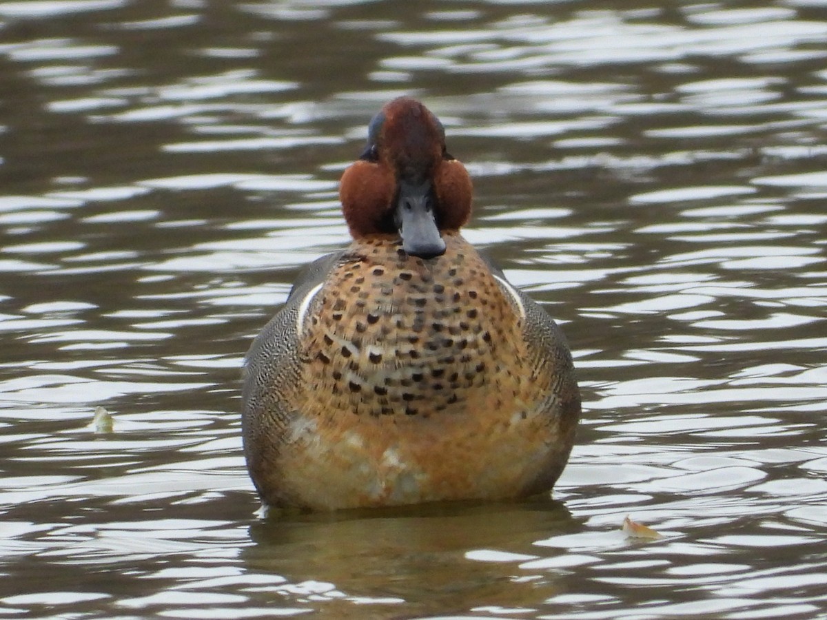Green-winged Teal - ML617230139