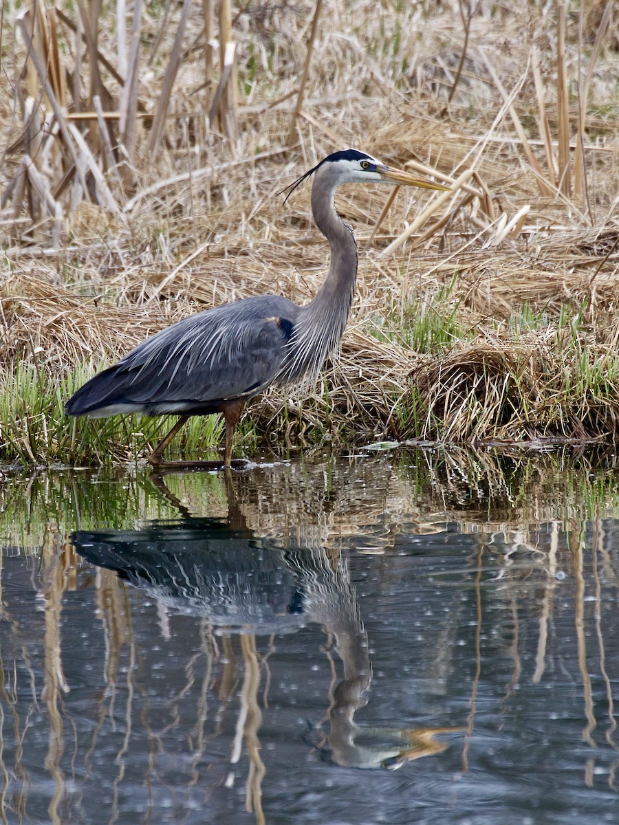 Great Blue Heron - ML617230149