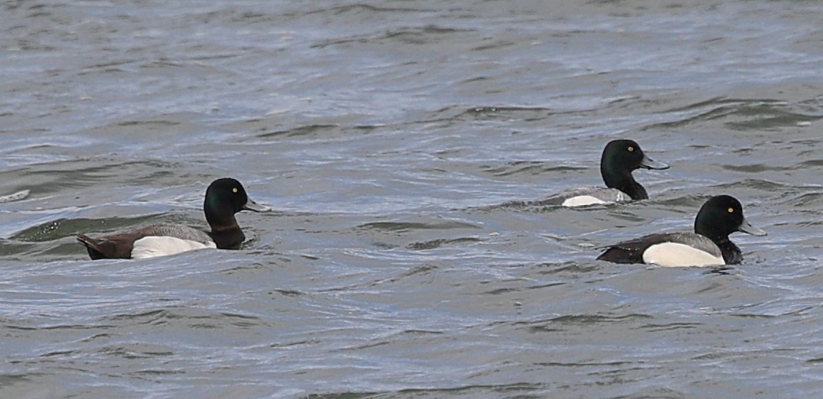 Greater Scaup - ML617230166