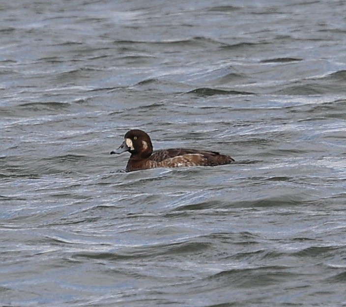 Greater Scaup - ML617230167