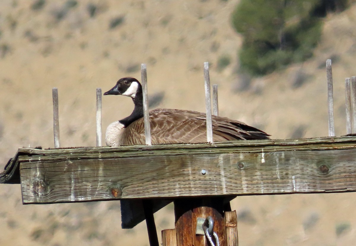 Canada Goose - ML617230172