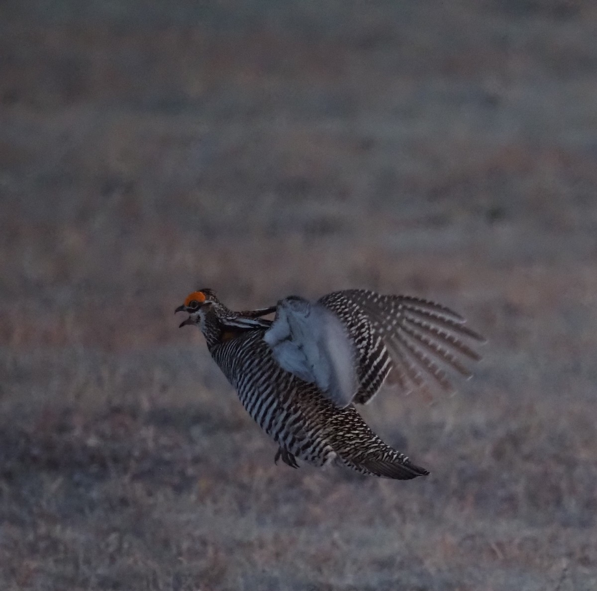 Greater Prairie-Chicken - ML617230173