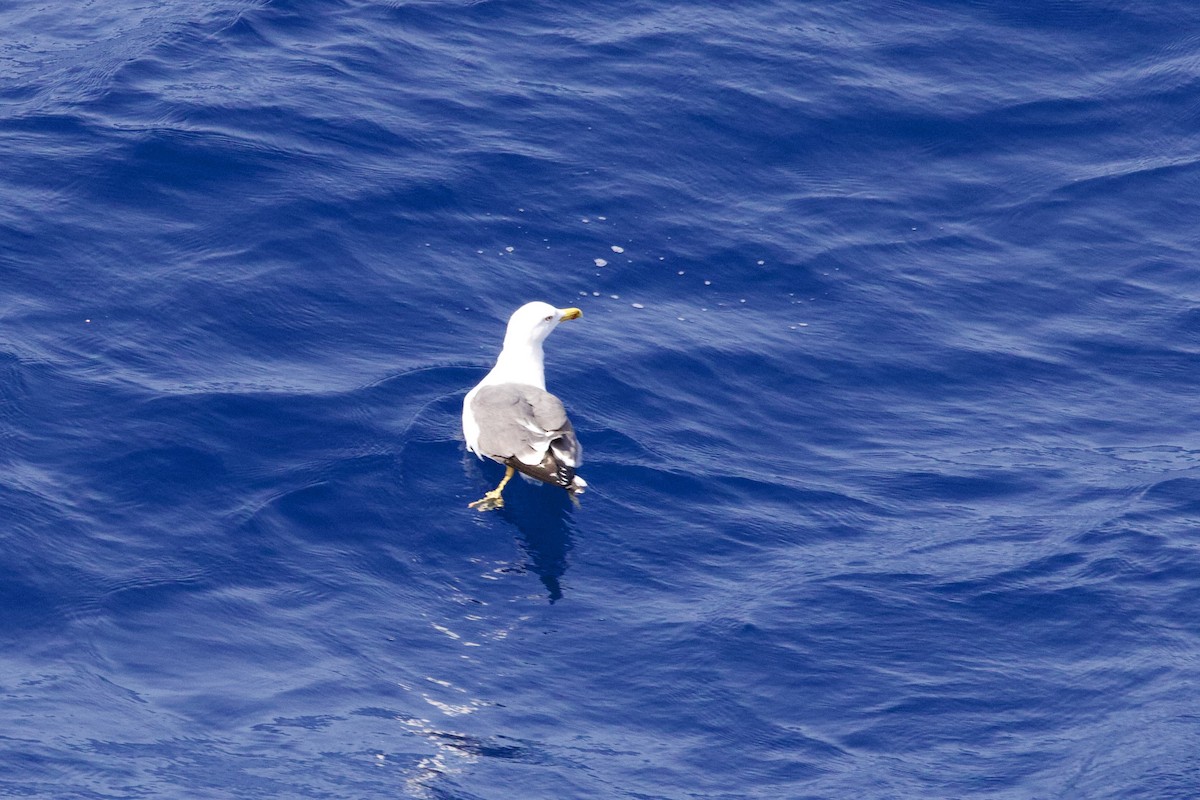 Yellow-legged Gull - ML617230190