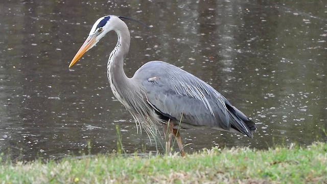 Great Blue Heron - ML617230194