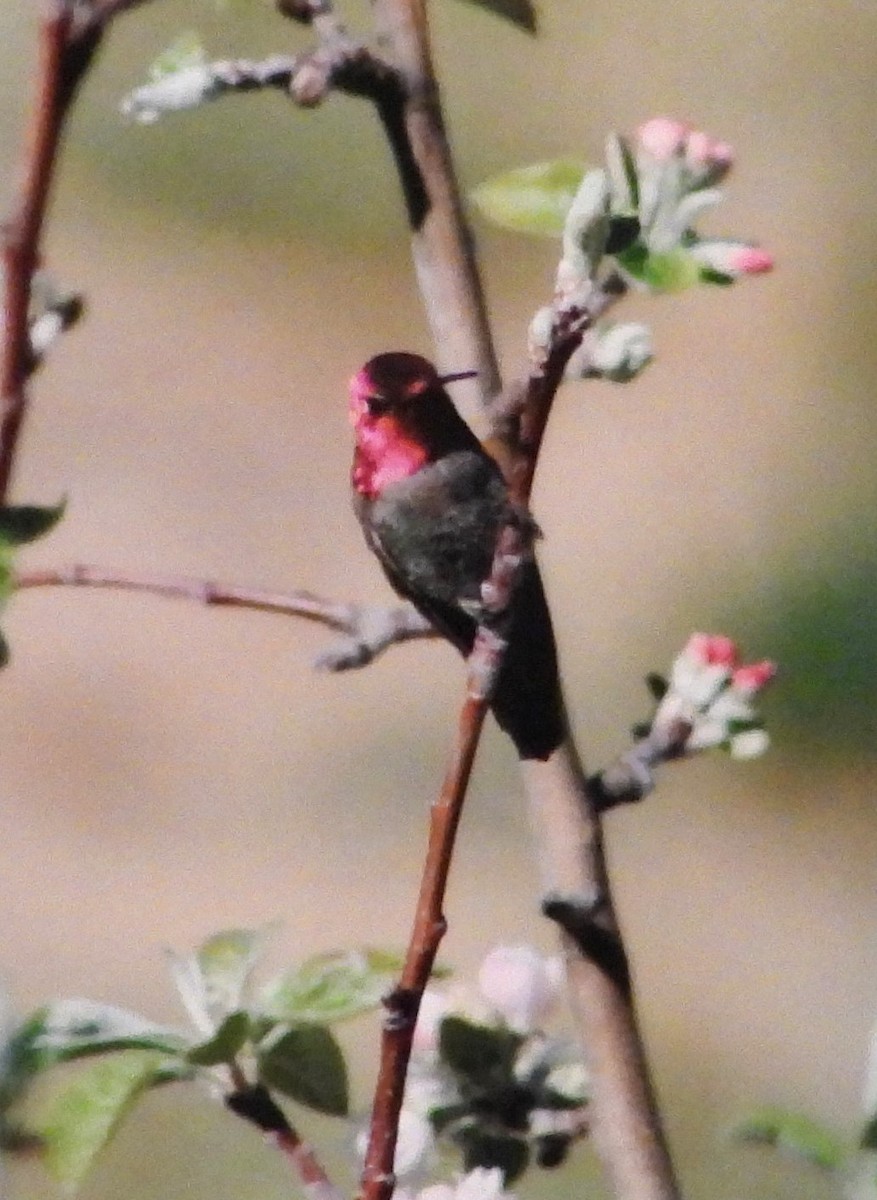 Anna's Hummingbird - ML617230207