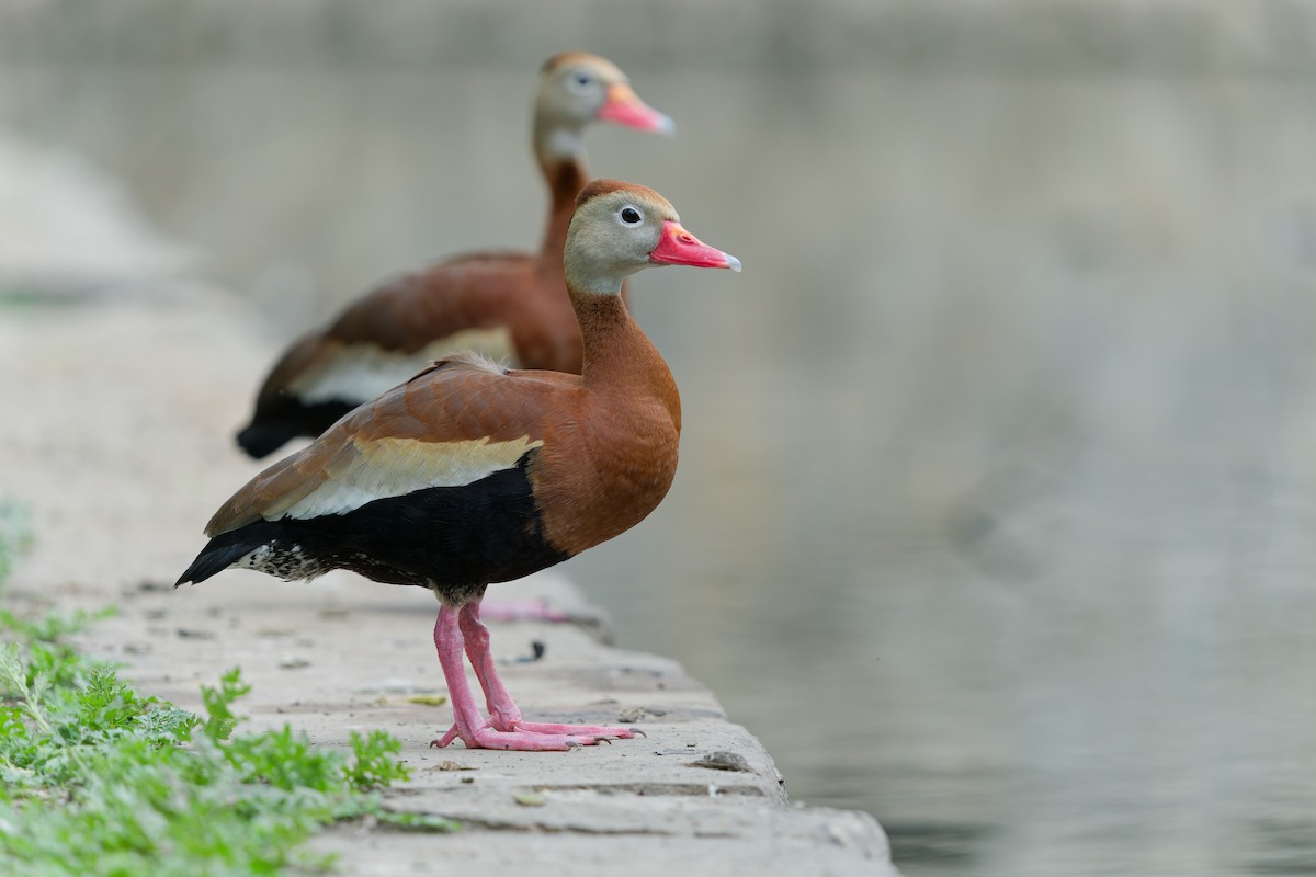 Black-bellied Whistling-Duck - ML617230235