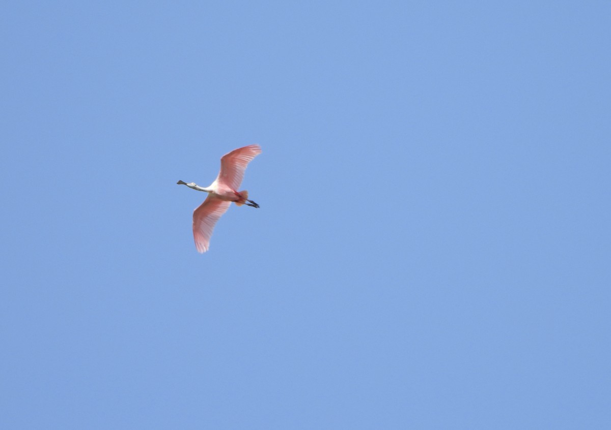 Roseate Spoonbill - ML617230376