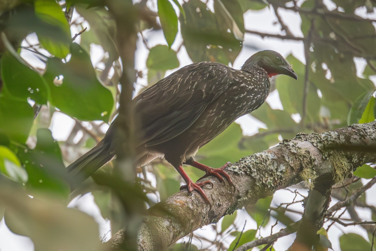 Band-tailed Guan - ML617230379