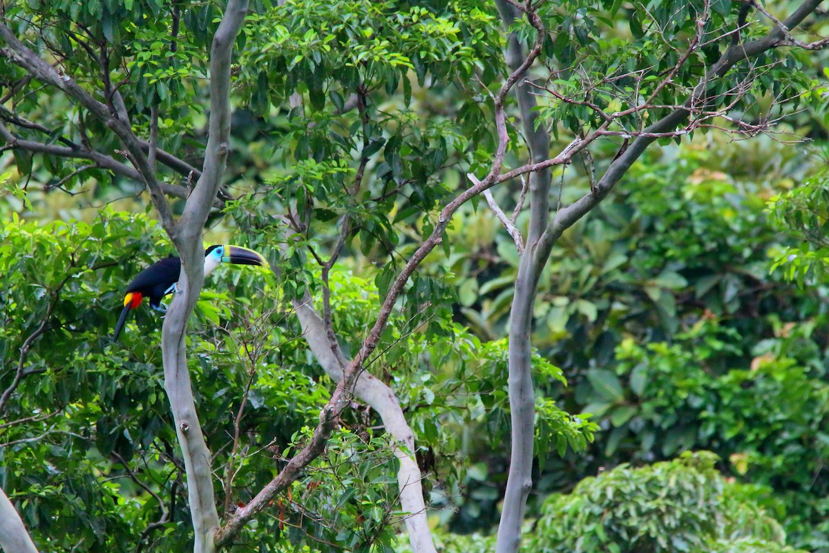 White-throated Toucan (Cuvier's) - ML617230449