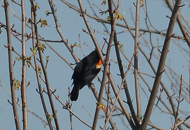 Red-winged Blackbird - ML617230455