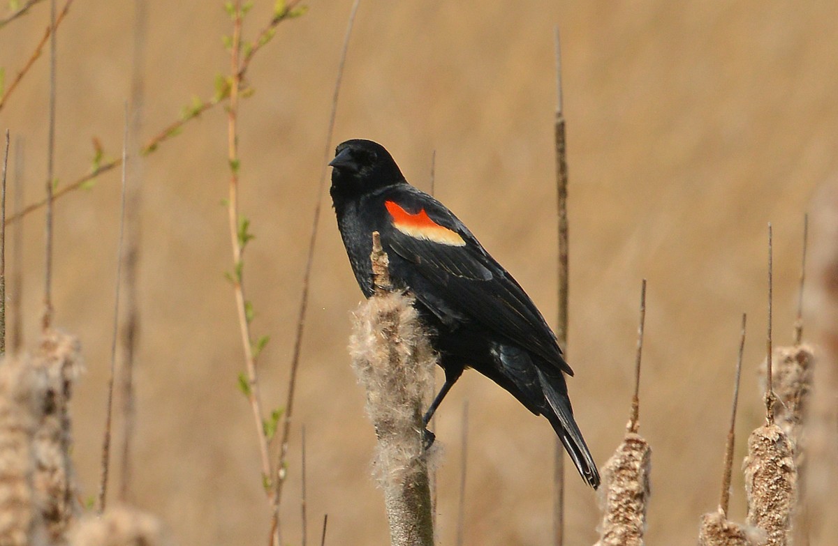 Red-winged Blackbird - ML617230457