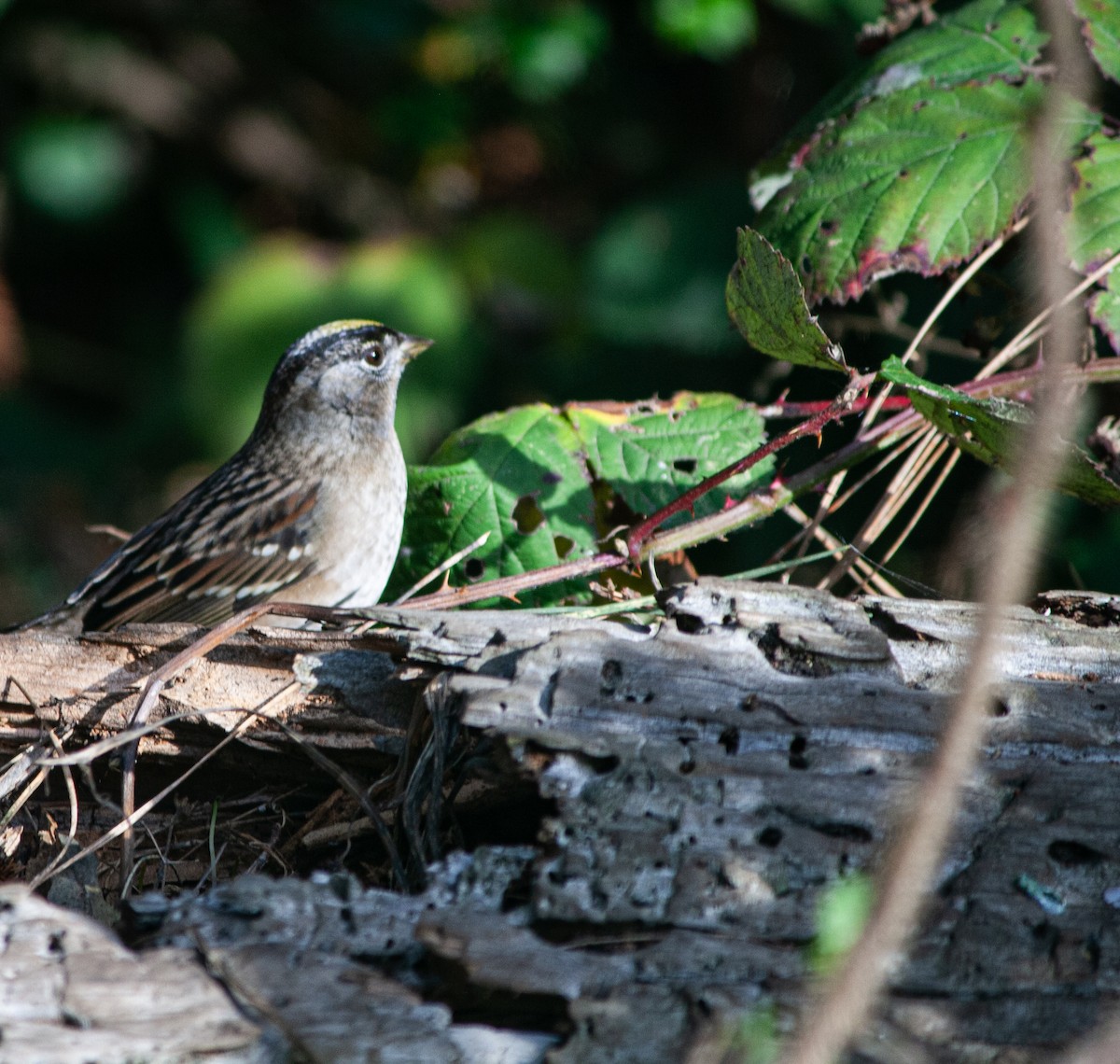 Golden-crowned Sparrow - ML617230463