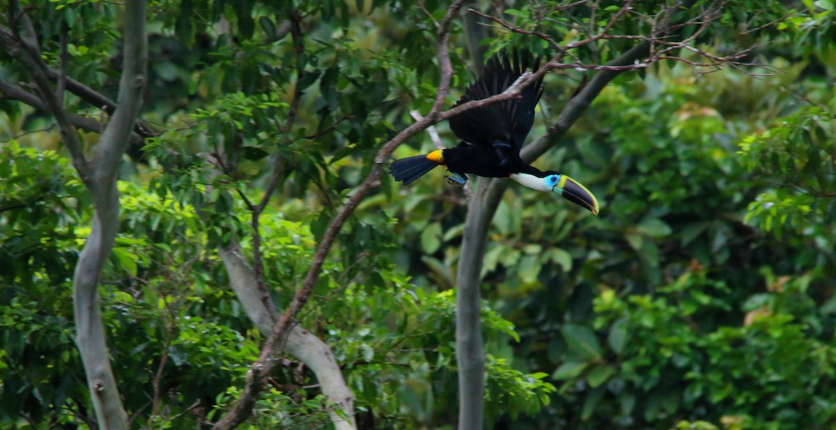 White-throated Toucan (Cuvier's) - ML617230466