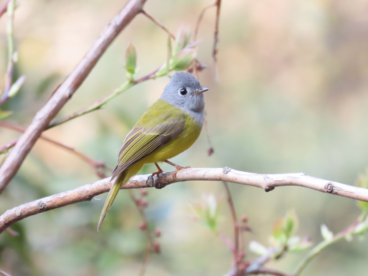 Gray-headed Canary-Flycatcher - ML617230485