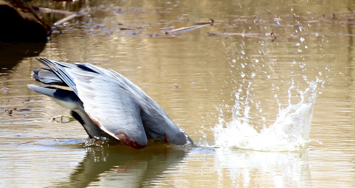 Great Blue Heron - ML617230660