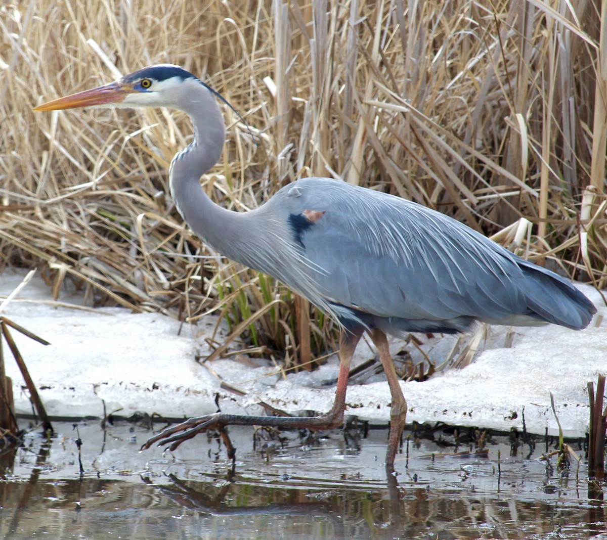 Great Blue Heron - ML617230661