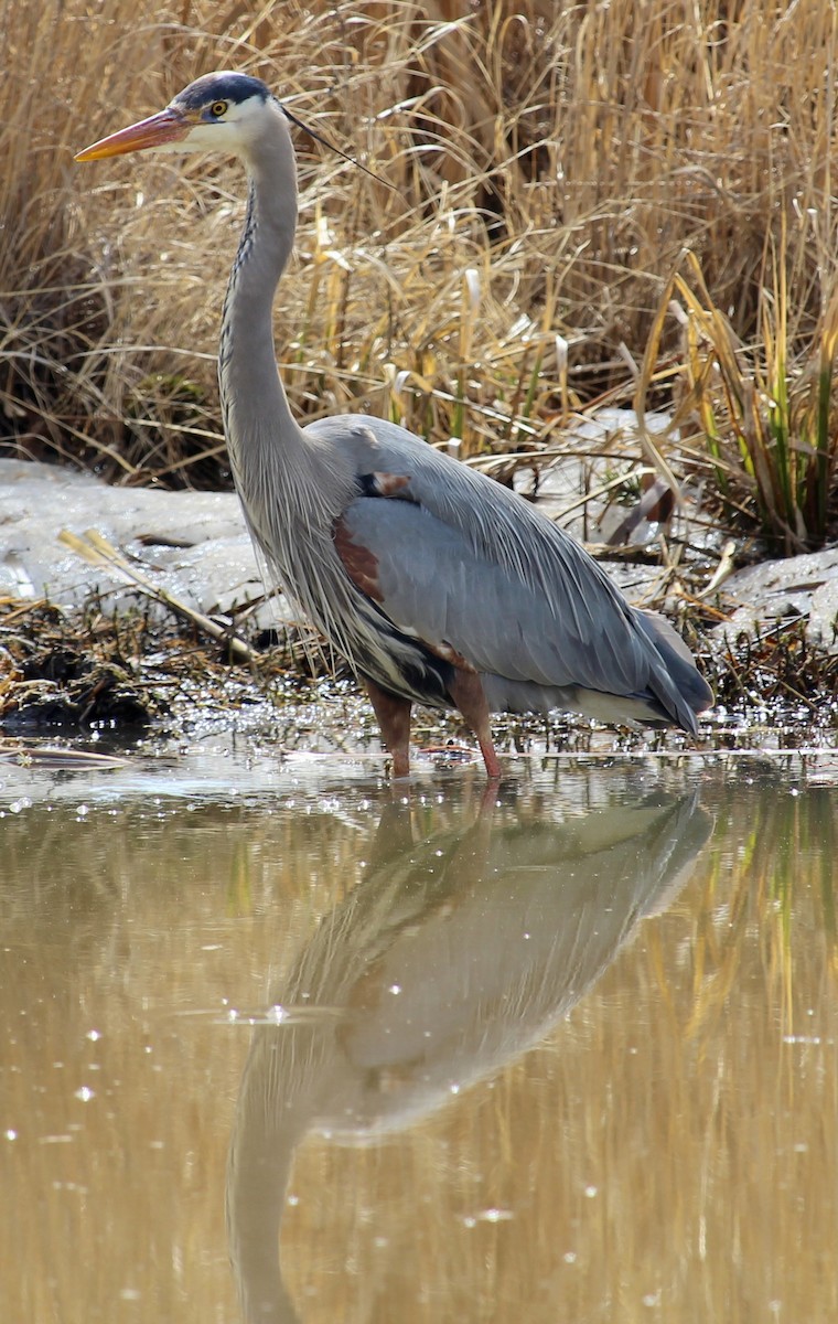 Great Blue Heron - ML617230662