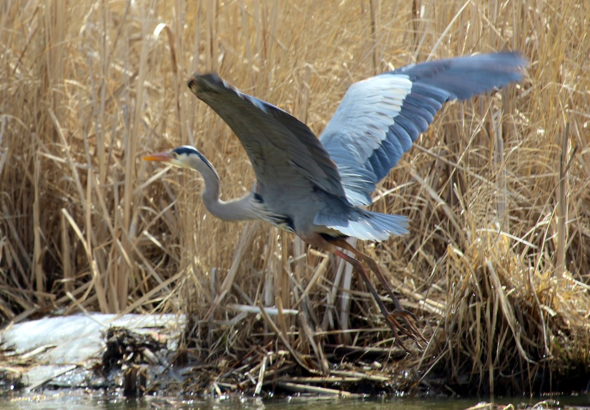 Great Blue Heron - ML617230663