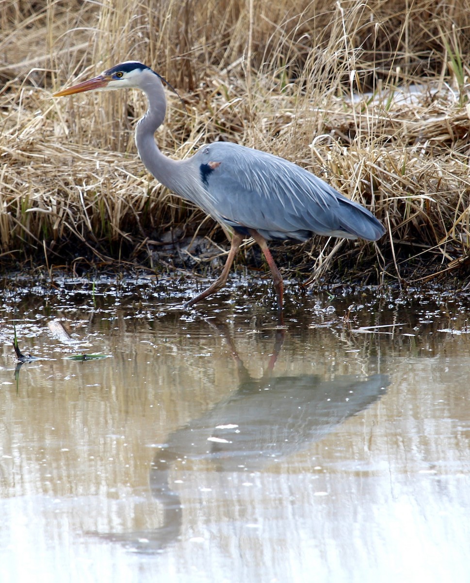 Great Blue Heron - ML617230665