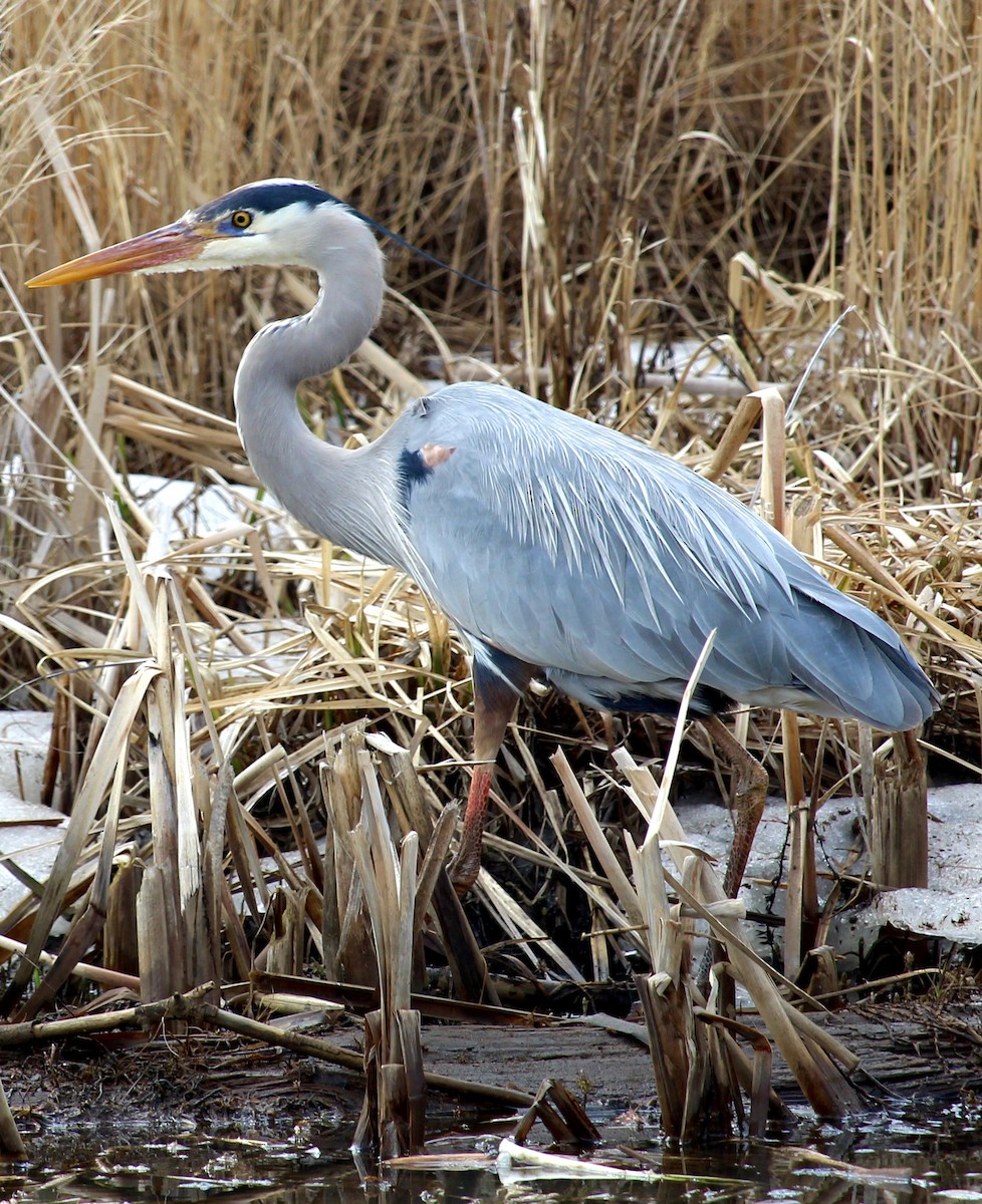 Great Blue Heron - ML617230666