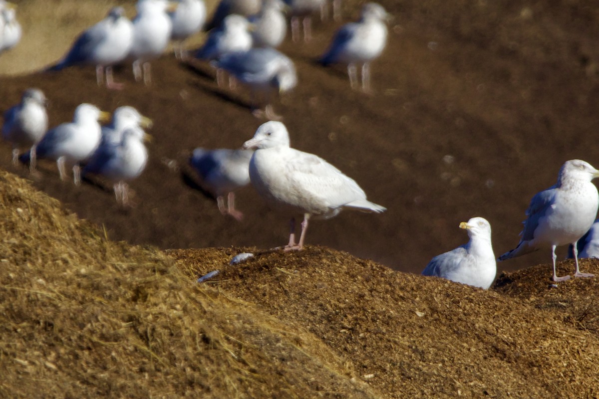 Glaucous Gull - ML617230676