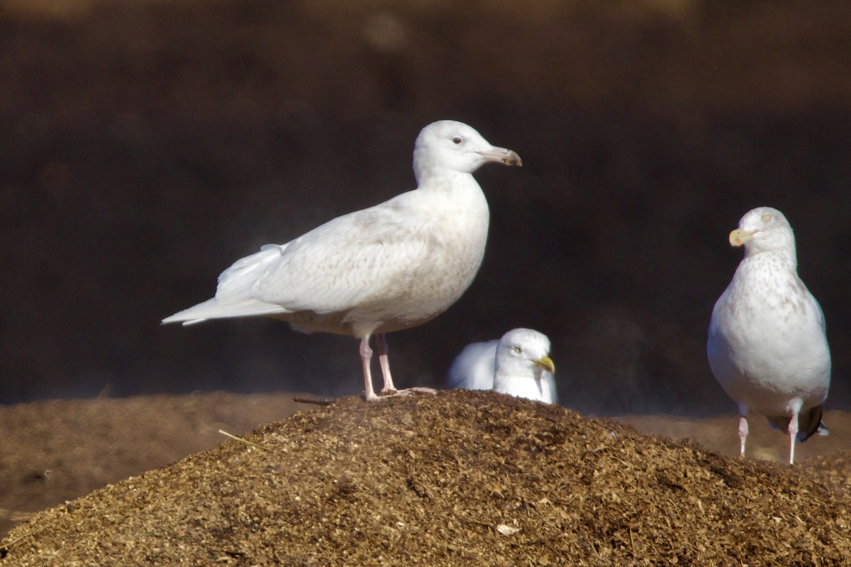 Glaucous Gull - ML617230677