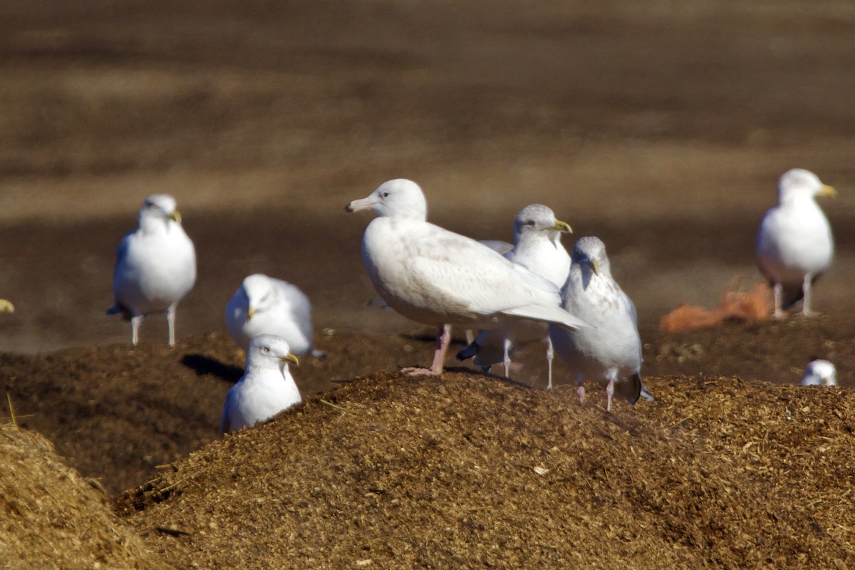 Glaucous Gull - ML617230678