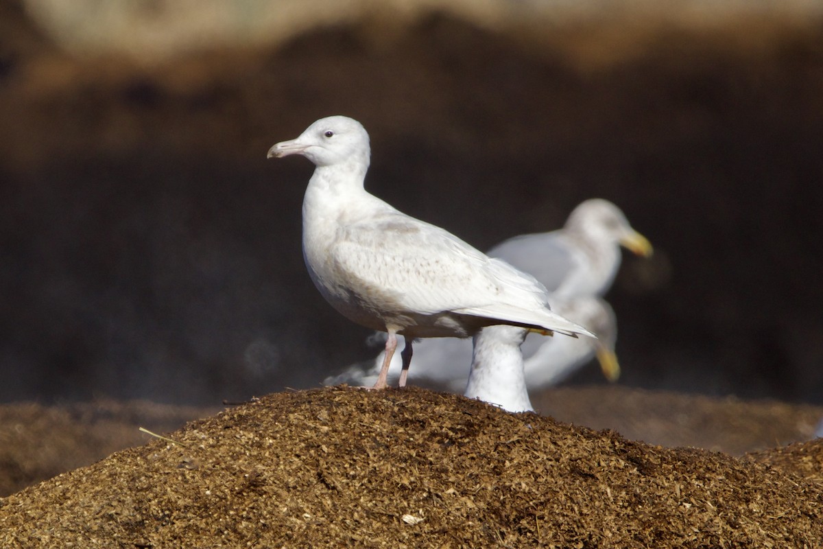 Glaucous Gull - ML617230679