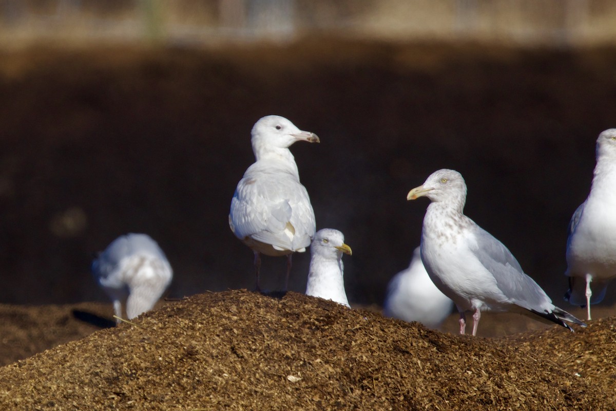 Glaucous Gull - ML617230680