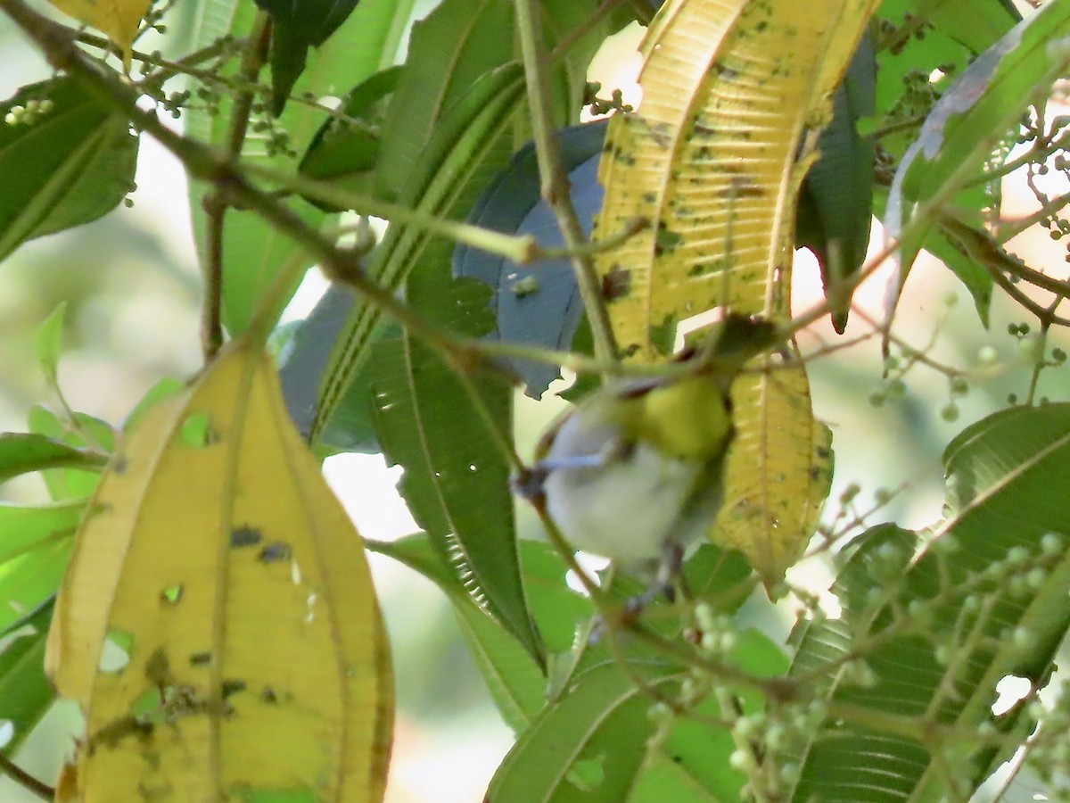 Ashy-throated Chlorospingus - Marjorie Watson