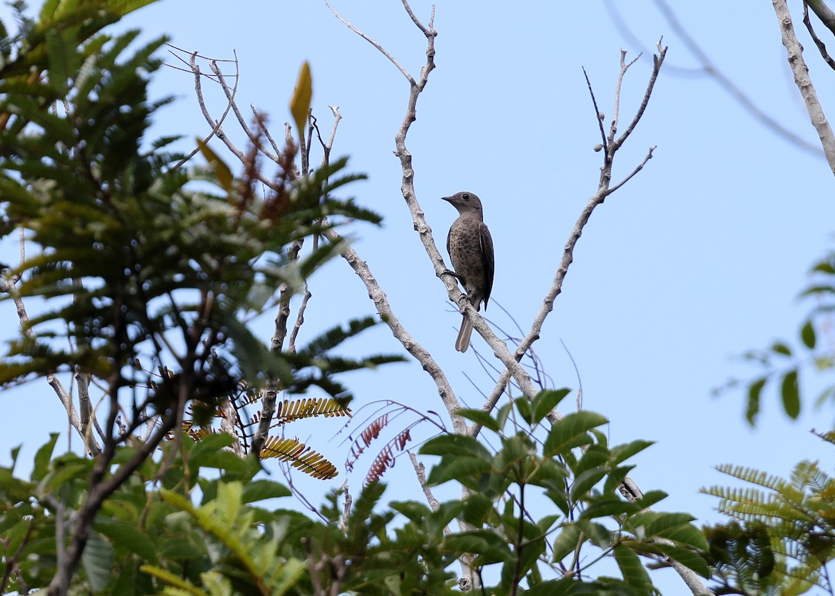 Purple-breasted Cotinga - ML617230707